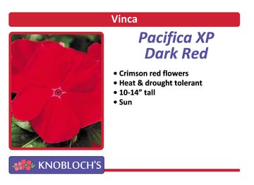 Vinca Basic - Pacifica XP Dark Red (3 pk)