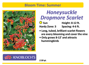 Vine - Honeysuckle Dropmore Scarlet