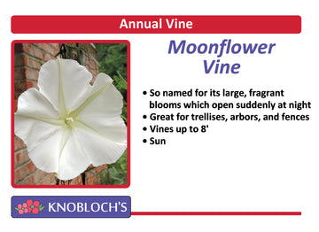 Vine - Moonflower
