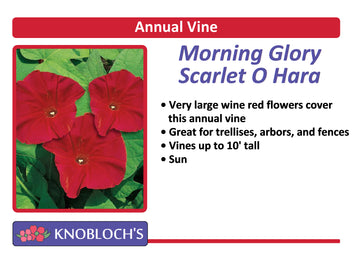 Vine - Morning Glory Scarlet O' Hara