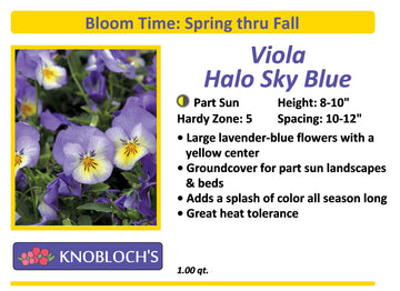 Viola - Halo Sky Blue