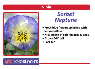 Viola - Sorbet Neptune