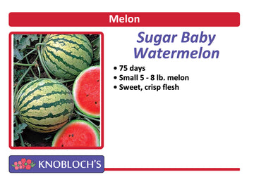 Melon - Watermelon Sugar Baby